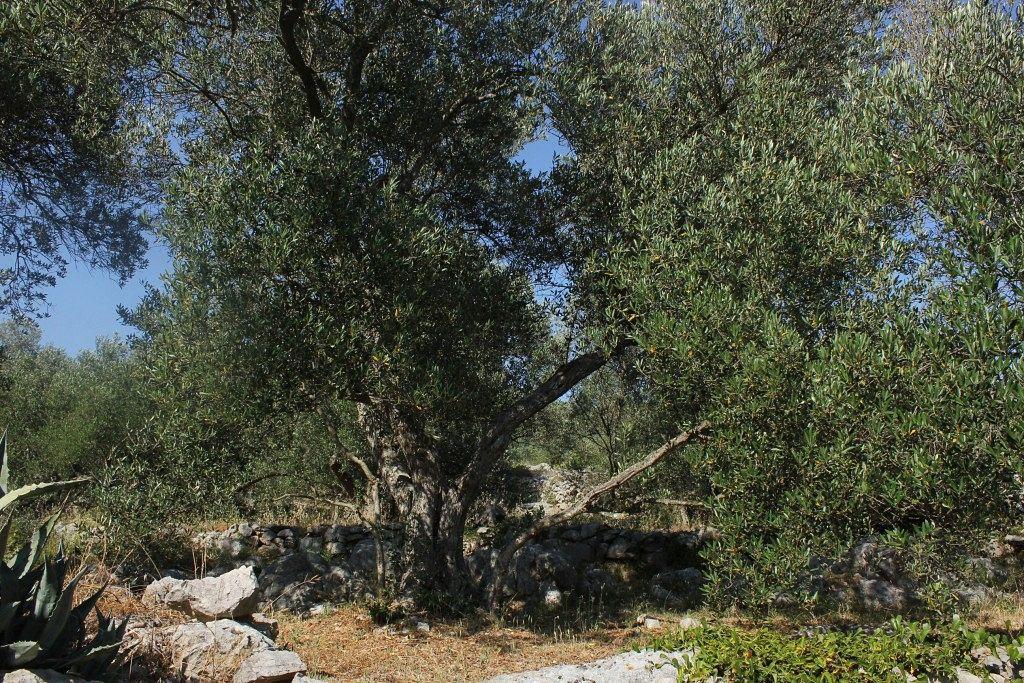 Secluded Fisherman'S Cottage Cove Magrovica - Telascica, Dugi Otok - 8142 Sali Ngoại thất bức ảnh